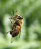 dl_07041219_Trapped_bee_(353_x_425).jpg