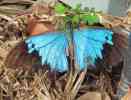 dl_27031216_Blue_butterfly.jpg