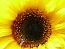 dl_27031218_Sunflower.jpg