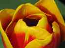 dl_27031221_tulip.jpg