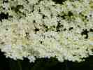 dl_28031201_white_flowers_ds.JPG