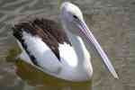 pelican_feb12.jpg